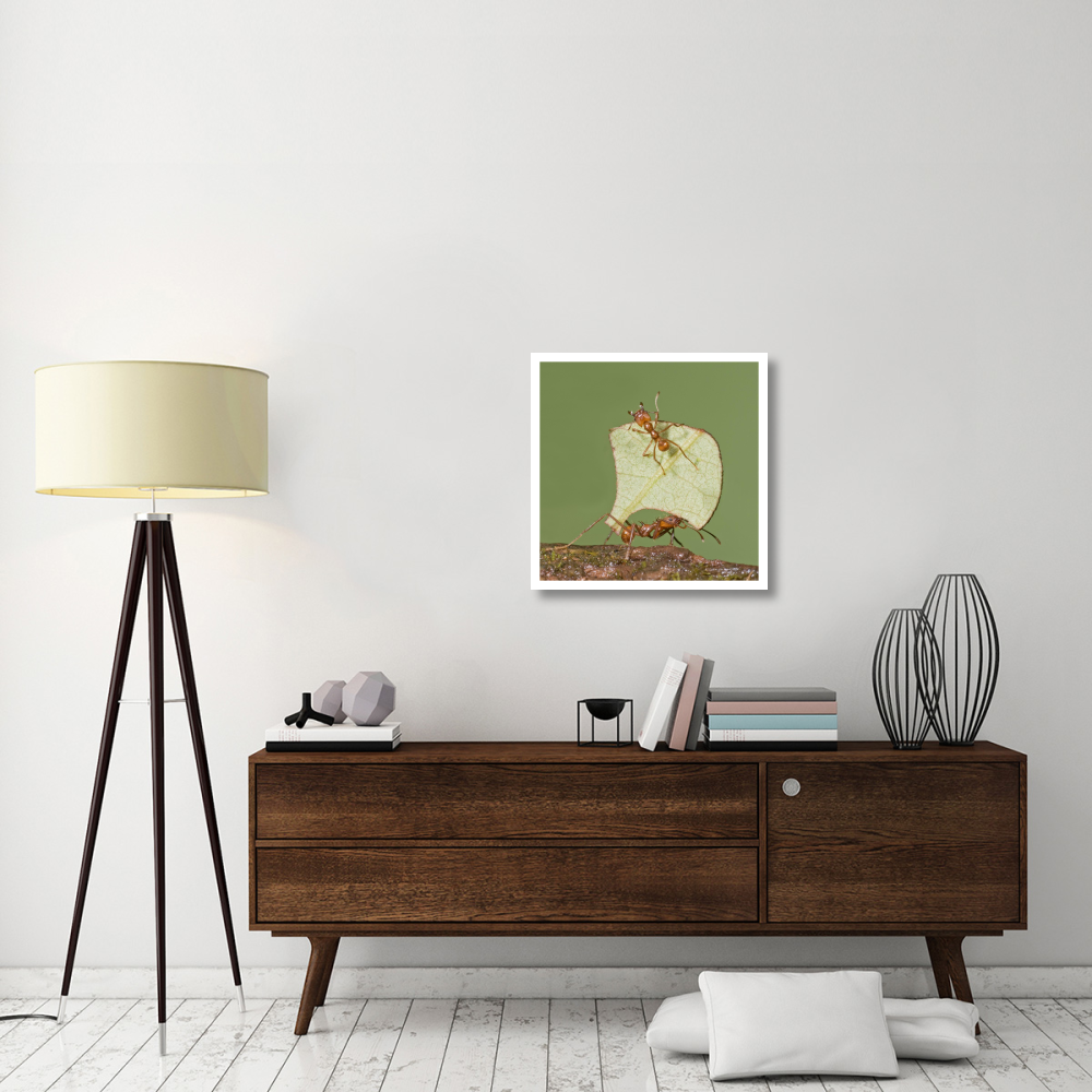 Leafcutter Ant carrying leaf with guard protecting worker, Costa Rica-Paper Art-26&quotx26"