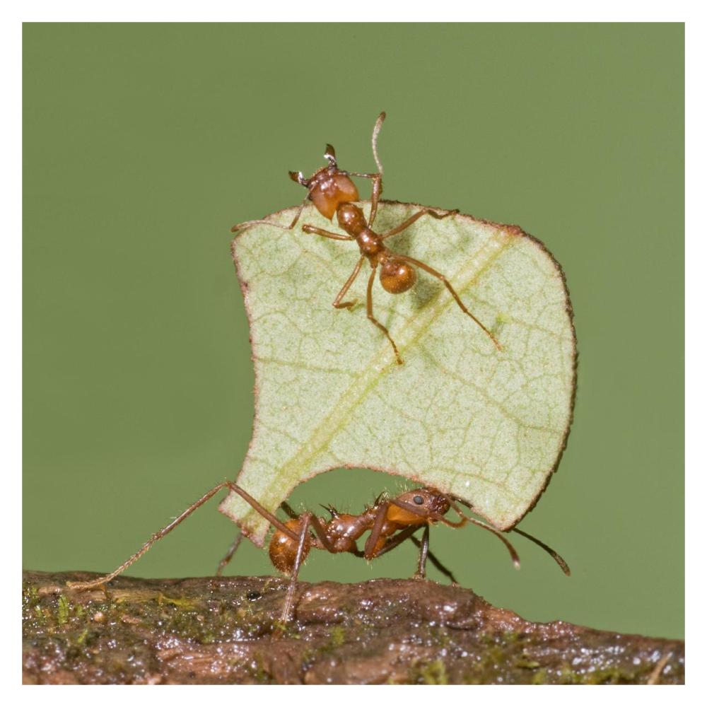 Leafcutter Ant carrying leaf with guard protecting worker, Costa Rica-Paper Art-32"x32"