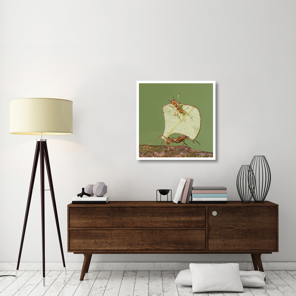 Leafcutter Ant carrying leaf with guard protecting worker, Costa Rica-Paper Art-32&quotx32"
