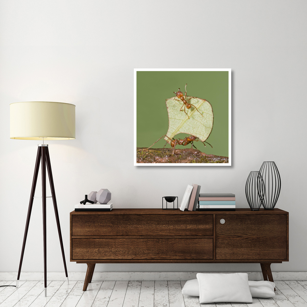 Leafcutter Ant carrying leaf with guard protecting worker, Costa Rica-Paper Art-38&quotx38"