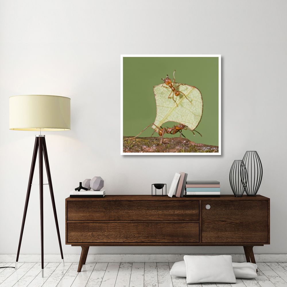 Leafcutter Ant carrying leaf with guard protecting worker, Costa Rica-Paper Art-42&quotx42"