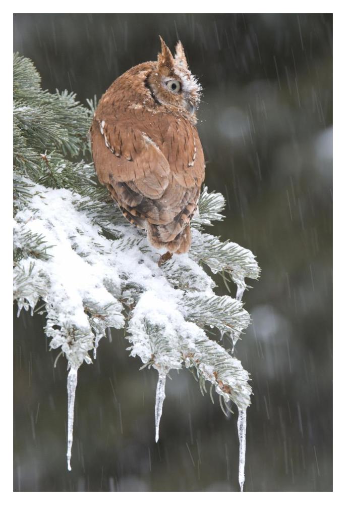 Eastern Screech Owl red morph in winter, Howell Nature Center, Michigan-Paper Art-14"x20"