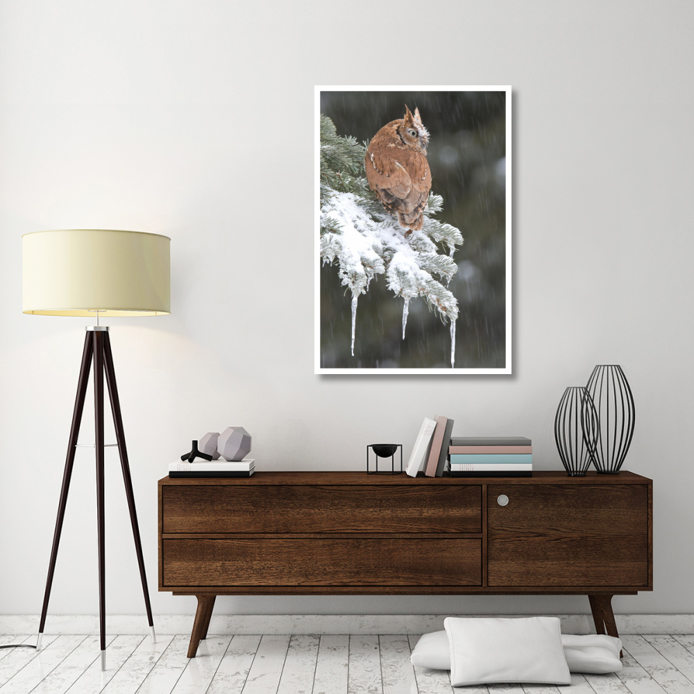 Eastern Screech Owl red morph in winter, Howell Nature Center, Michigan-Paper Art-34&quotx50"