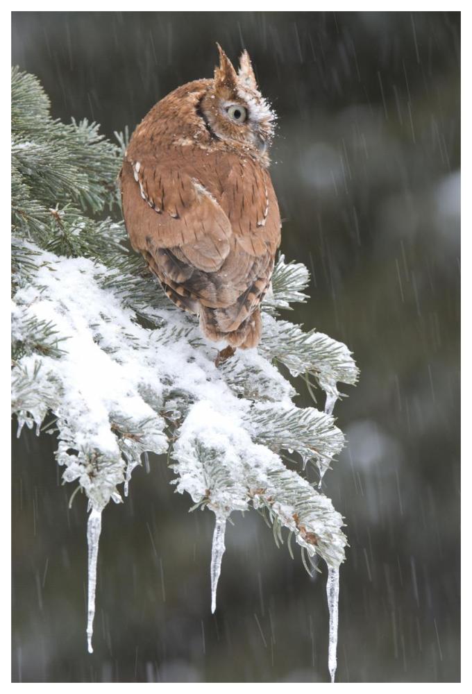 Eastern Screech Owl red morph in winter, Howell Nature Center, Michigan-Paper Art-42"x62"