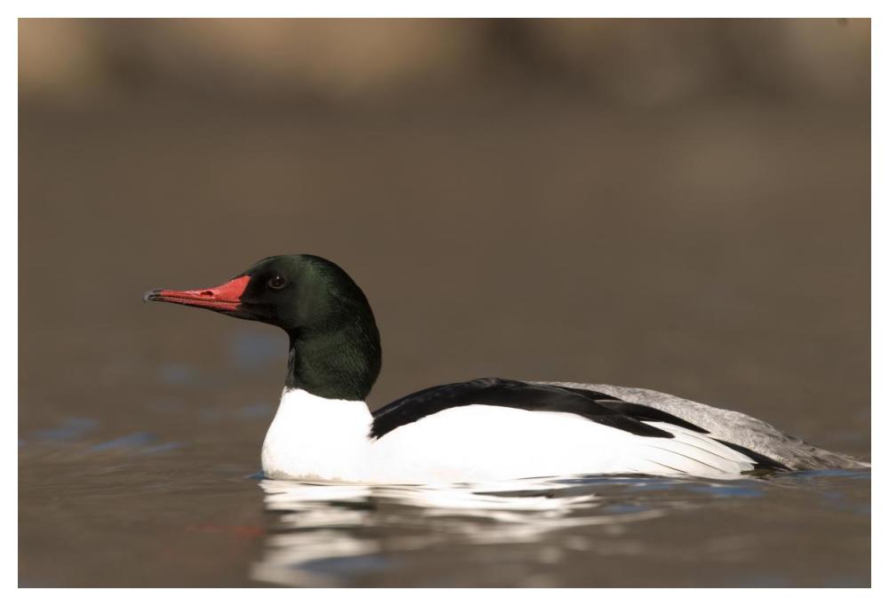 Common Merganser male swimming, Kensington Metropark, Milford, Michigan-Paper Art-50"x34"