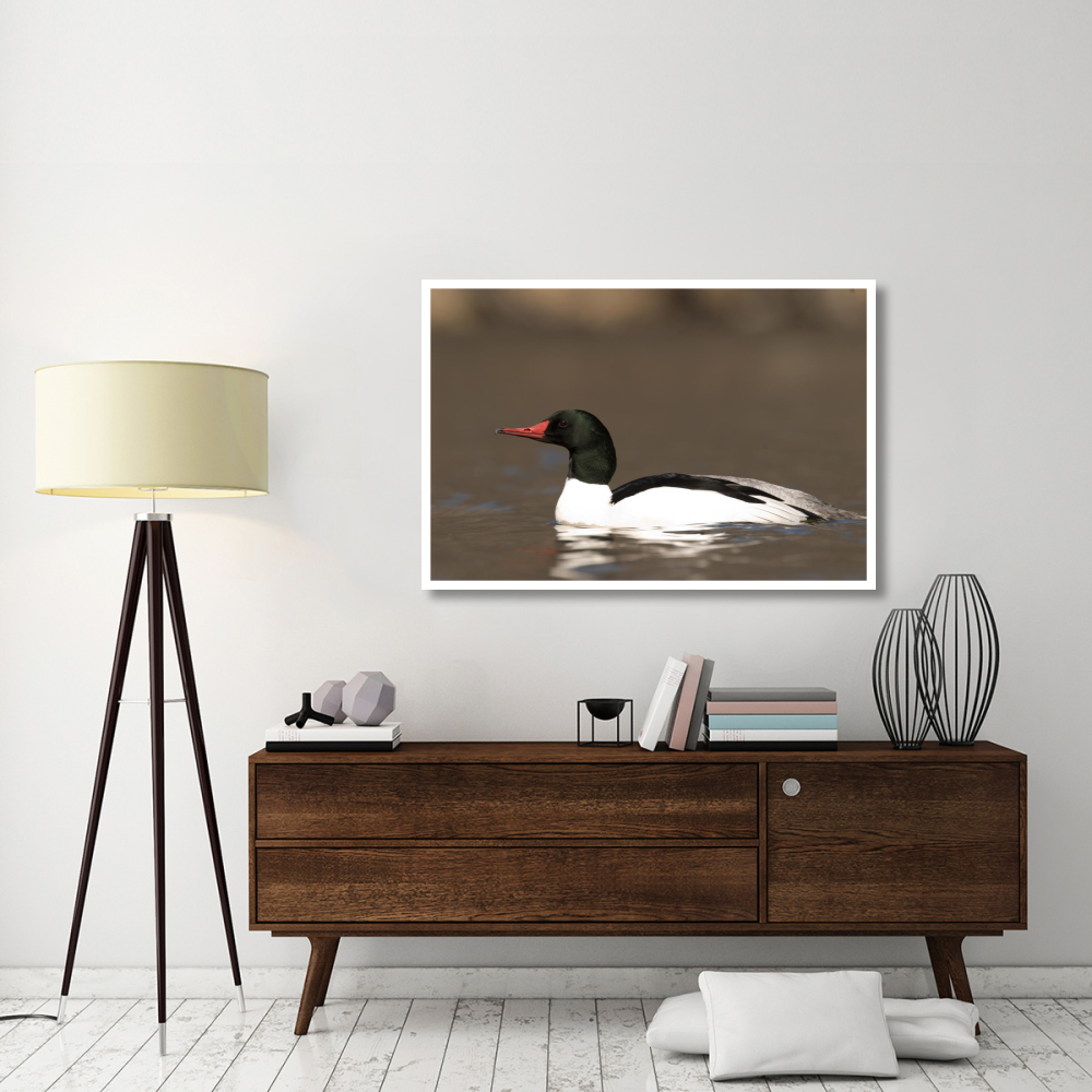 Common Merganser male swimming, Kensington Metropark, Milford, Michigan-Paper Art-50&quotx34"