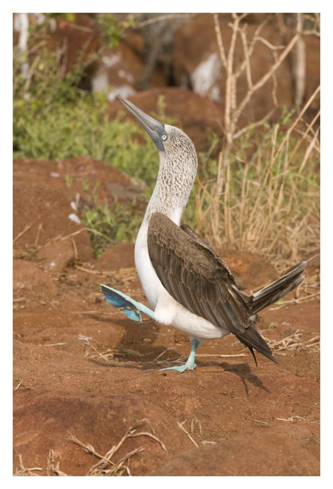 Blue-footed Booby performing courtship dance, Galapagos Islands, Ecuador-Paper Art-14"x20"