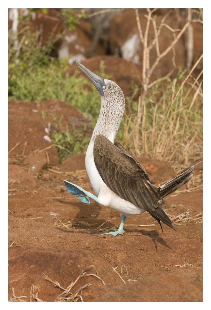 Blue-footed Booby performing courtship dance, Galapagos Islands, Ecuador-Paper Art-26"x38"