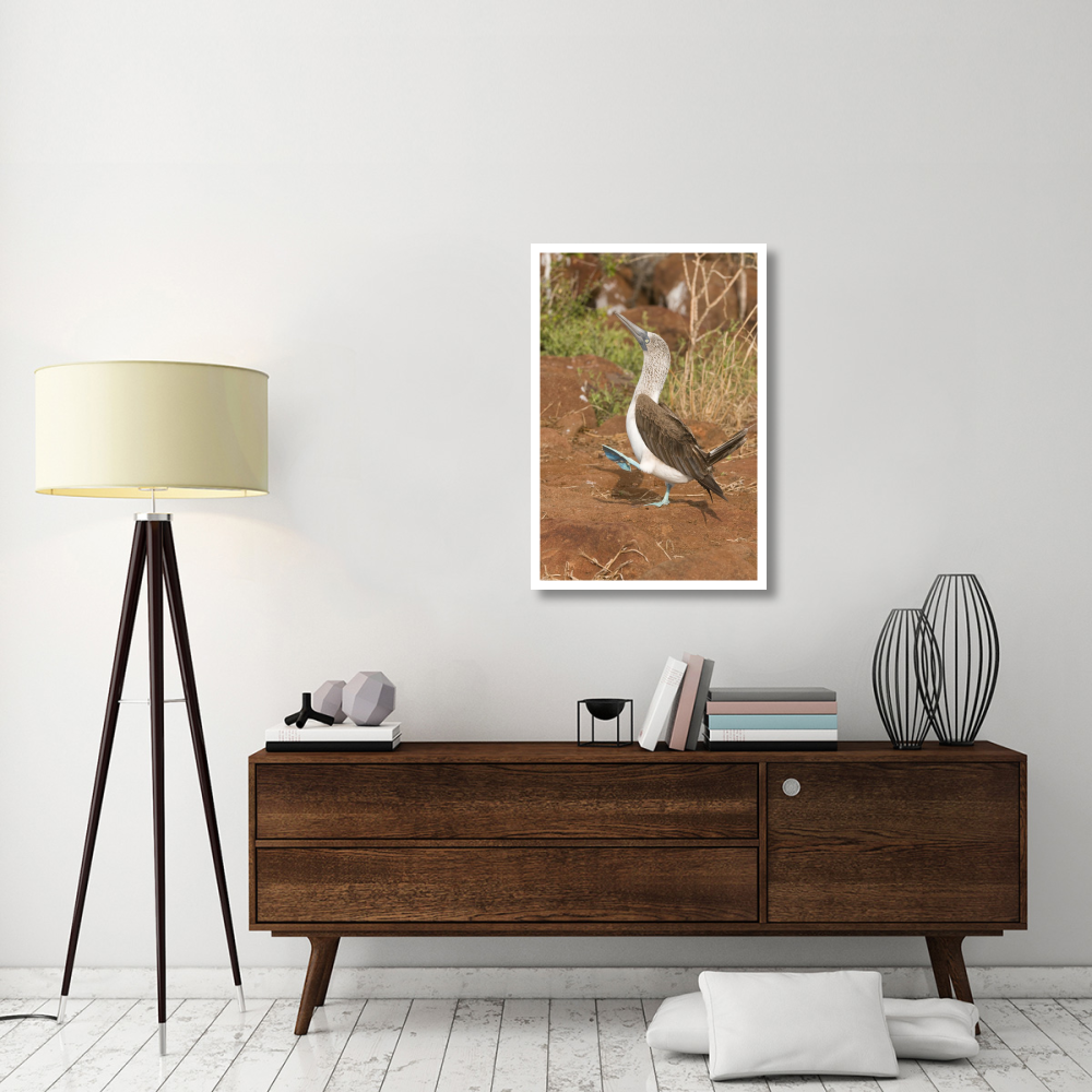 Blue-footed Booby performing courtship dance, Galapagos Islands, Ecuador-Paper Art-26&quotx38"
