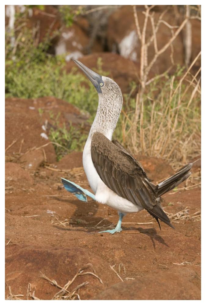 Blue-footed Booby performing courtship dance, Galapagos Islands, Ecuador-Paper Art-42"x62"