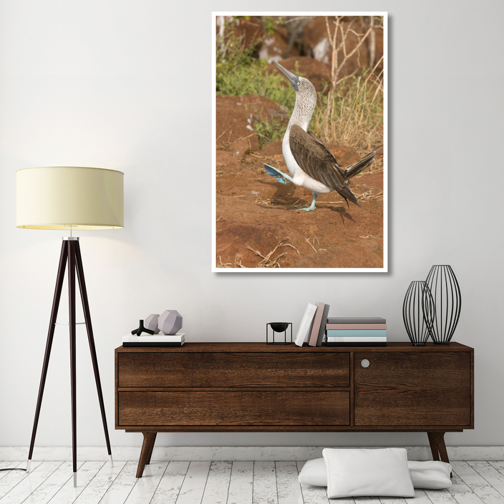 Blue-footed Booby performing courtship dance, Galapagos Islands, Ecuador-Paper Art-42&quotx62"
