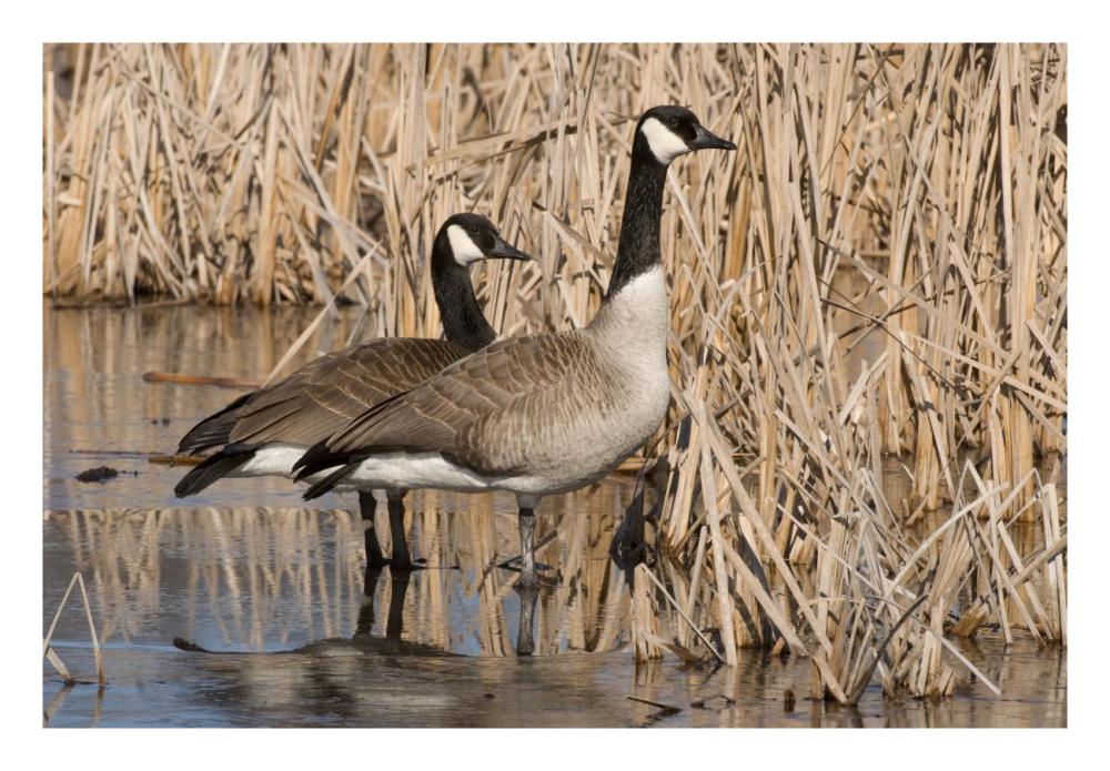 Canada Goose pair in frozen marsh, Kensington Metropark, Milford, Michigan-Paper Art-26"x18"