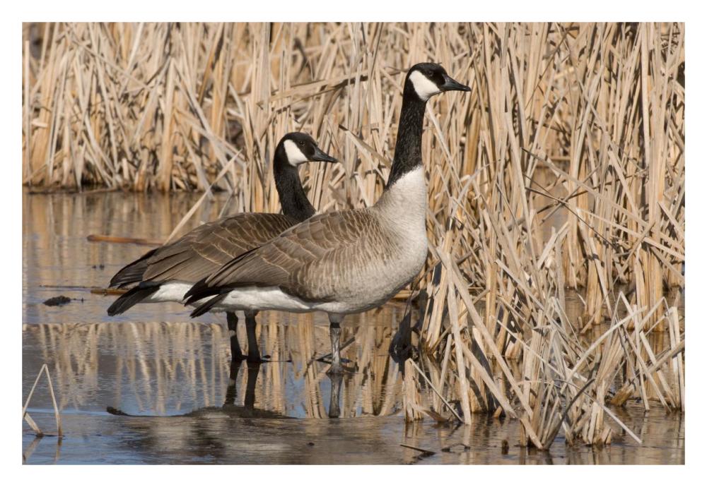 Canada Goose pair in frozen marsh, Kensington Metropark, Milford, Michigan-Paper Art-32"x22"