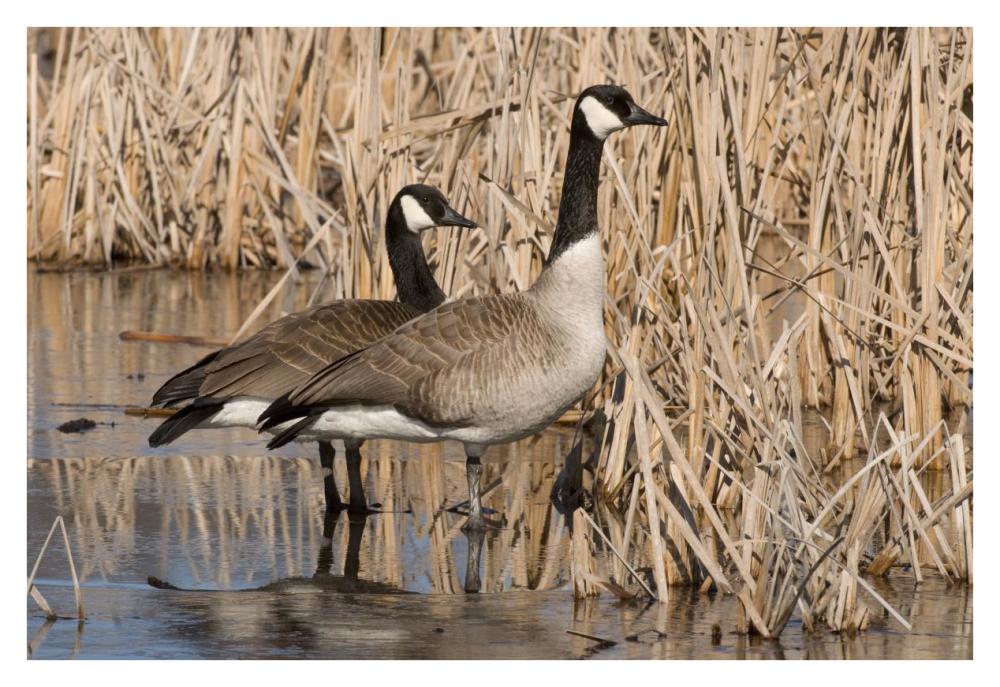 Canada Goose pair in frozen marsh, Kensington Metropark, Milford, Michigan-Paper Art-38"x26"