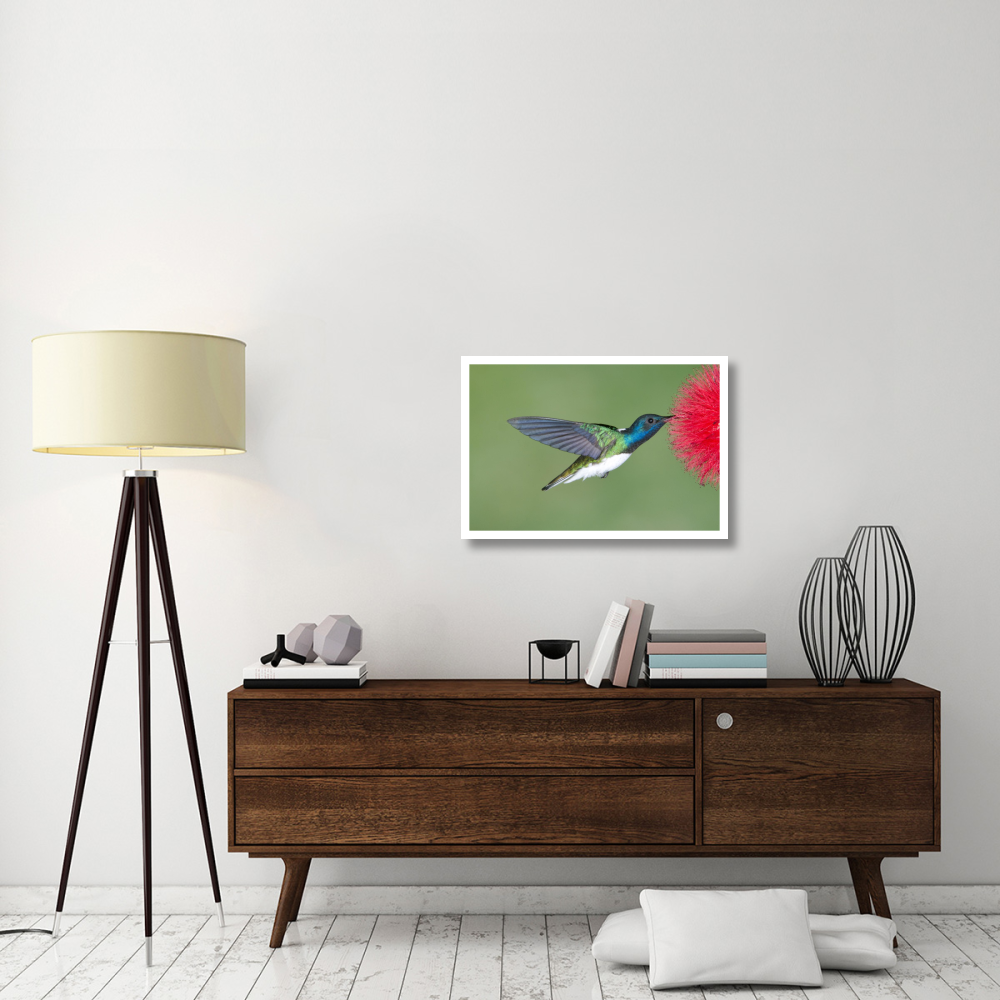 White-necked Jacobin hummingbird male feeding on flower nectar, Costa Rica-Paper Art-32&quotx22"