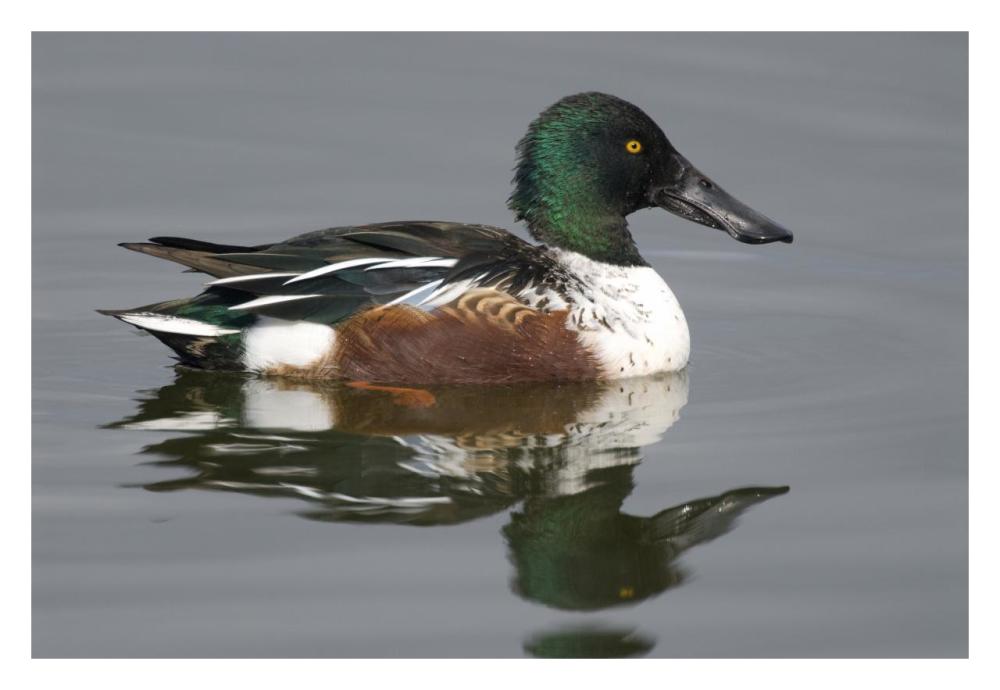 Northern Shoveler male in breeding plumage, Kellogg Bird Sanctuary, Michigan-Paper Art-32"x22"