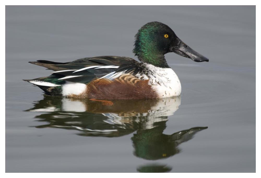 Northern Shoveler male in breeding plumage, Kellogg Bird Sanctuary, Michigan-Paper Art-50"x34"