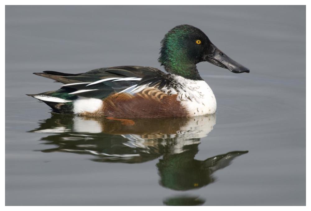 Northern Shoveler male in breeding plumage, Kellogg Bird Sanctuary, Michigan-Paper Art-62"x42"