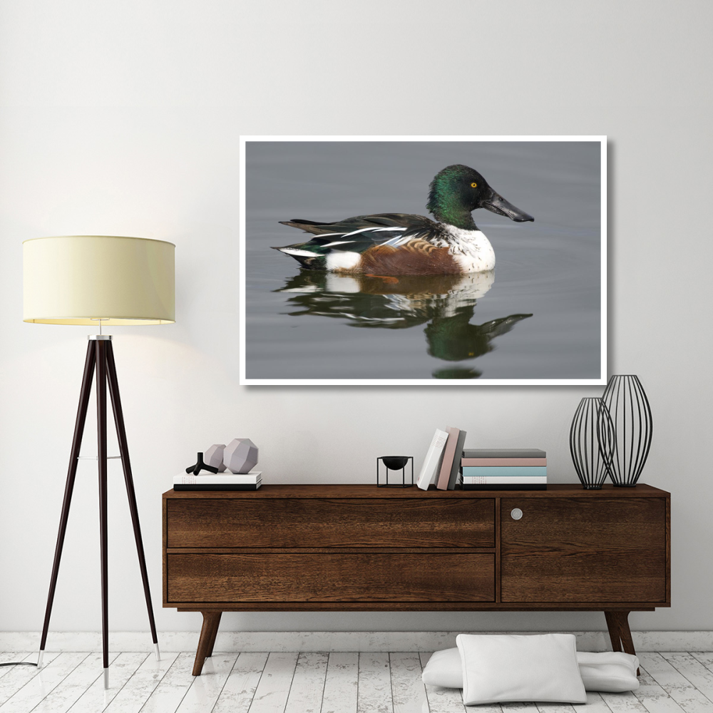 Northern Shoveler male in breeding plumage, Kellogg Bird Sanctuary, Michigan-Paper Art-62&quotx42"