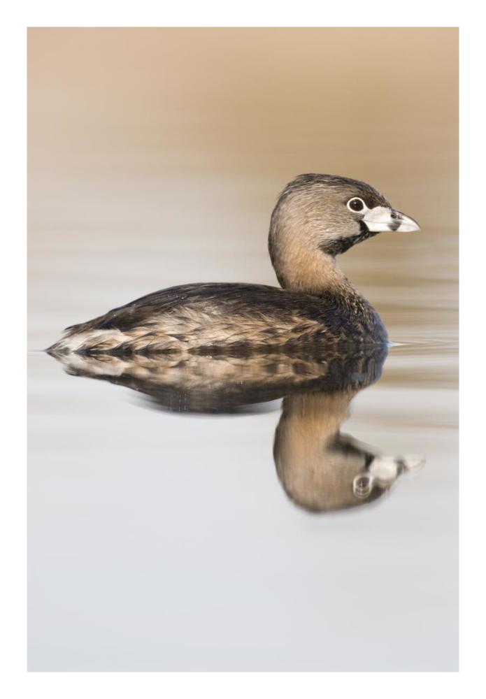 Pied-billed Grebe in breeding plumage, Island Lake Recreation Area, Michigan-Paper Art-18"x26"