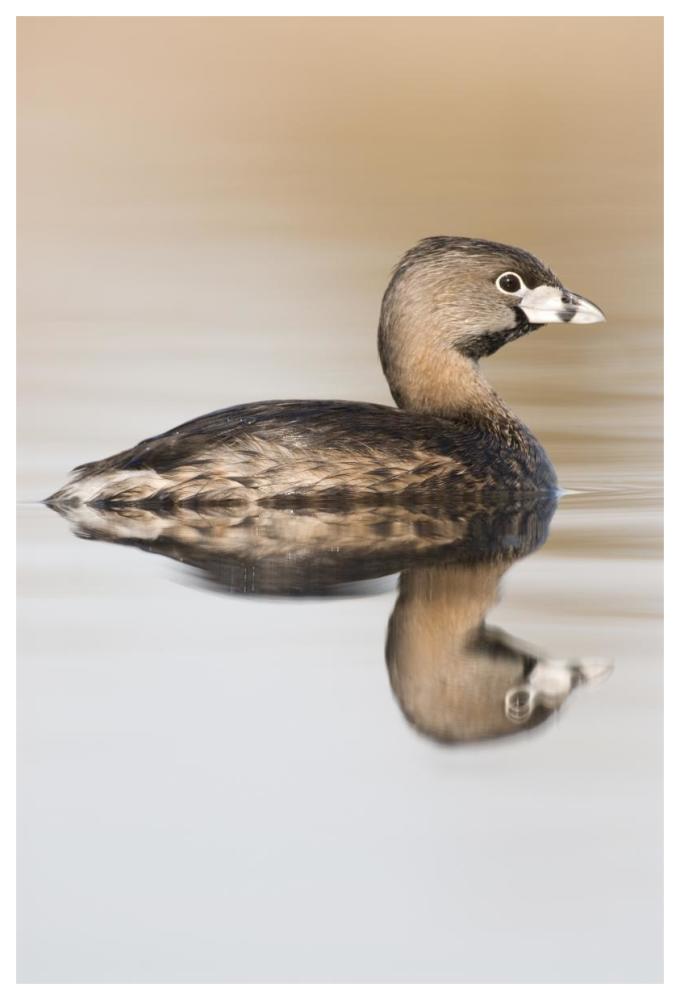 Pied-billed Grebe in breeding plumage, Island Lake Recreation Area, Michigan-Paper Art-42"x62"