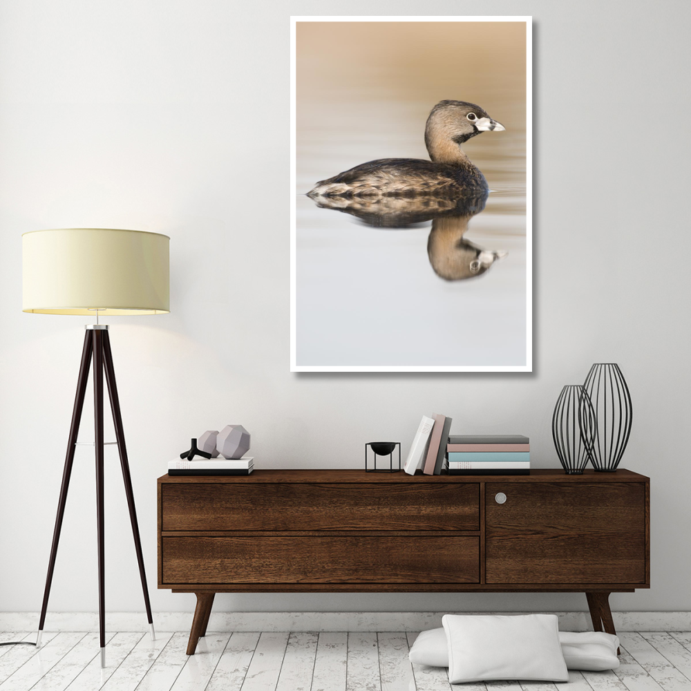 Pied-billed Grebe in breeding plumage, Island Lake Recreation Area, Michigan-Paper Art-42&quotx62"