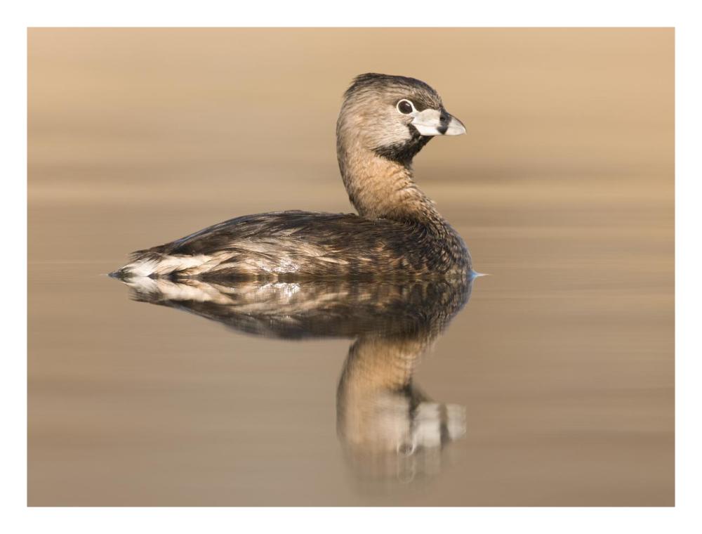 Pied-billed Grebe in breeding plumage, Island Lake Recreation Area, Michigan-Paper Art-26"x20"