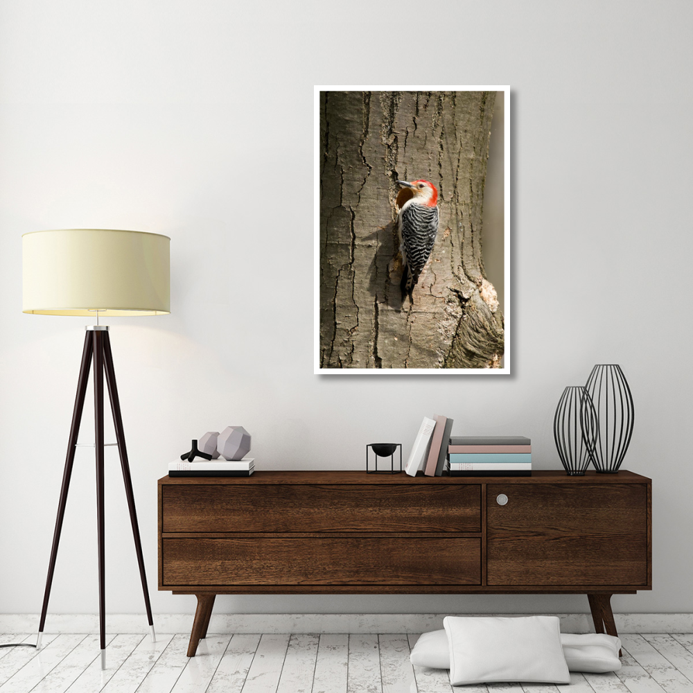 Red-bellied Woodpecker male at nest cavity, Huron Meadows Metropark, Michigan-Paper Art-34&quotx50"