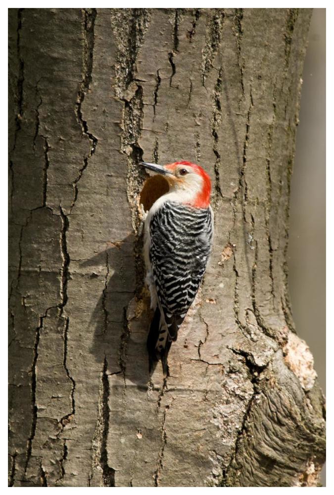 Red-bellied Woodpecker male at nest cavity, Huron Meadows Metropark, Michigan-Paper Art-42"x62"