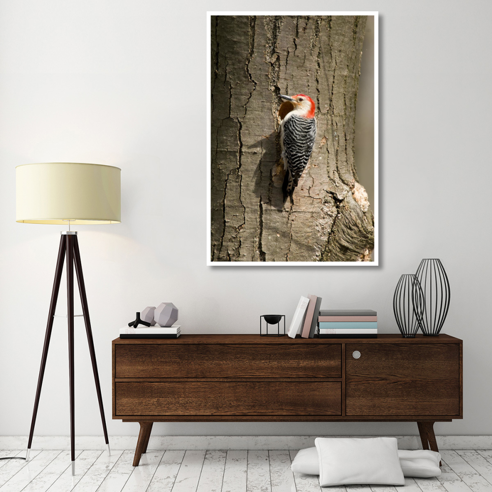 Red-bellied Woodpecker male at nest cavity, Huron Meadows Metropark, Michigan-Paper Art-42&quotx62"