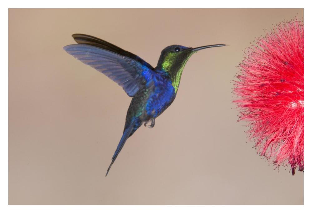 Violet-crowned Woodnymph hummingbird male feeding on flower nectar, Costa Rica-Paper Art-20"x14"
