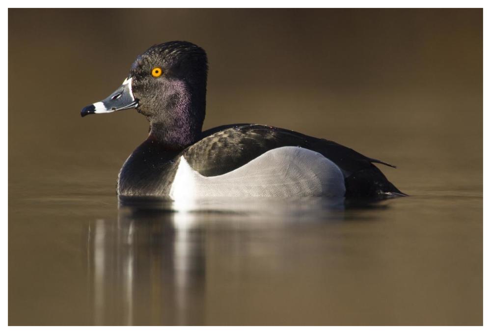 Ring-necked Duck male in breeding plumage, Island Lake Recreation Area, Michigan-Paper Art-62"x42"