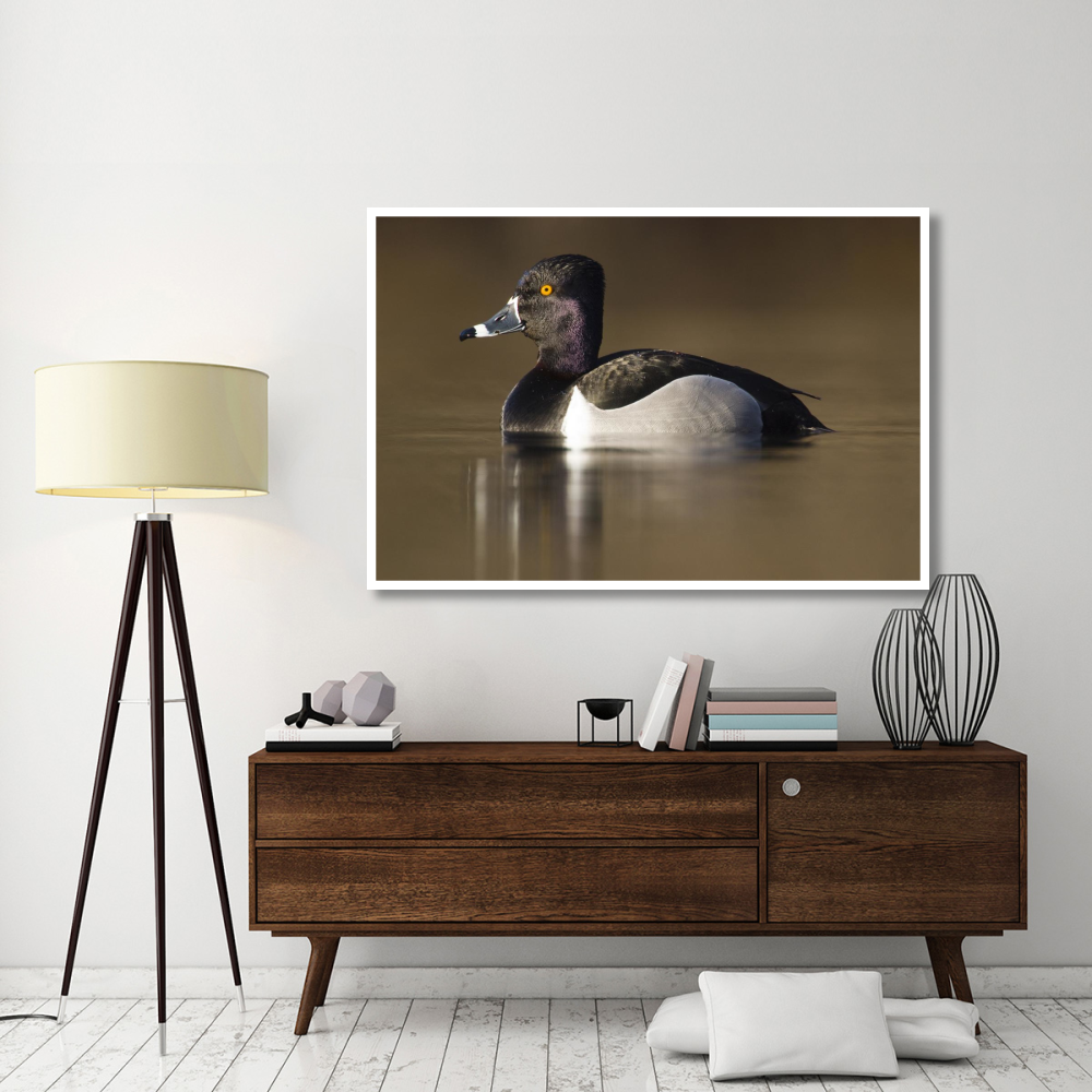 Ring-necked Duck male in breeding plumage, Island Lake Recreation Area, Michigan-Paper Art-62&quotx42"