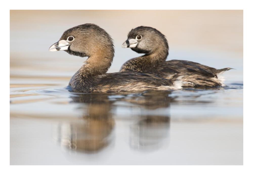 Pied-billed Grebe pair in breeding plumage, Island Lake Recreation Area, Michigan-Paper Art-26"x18"