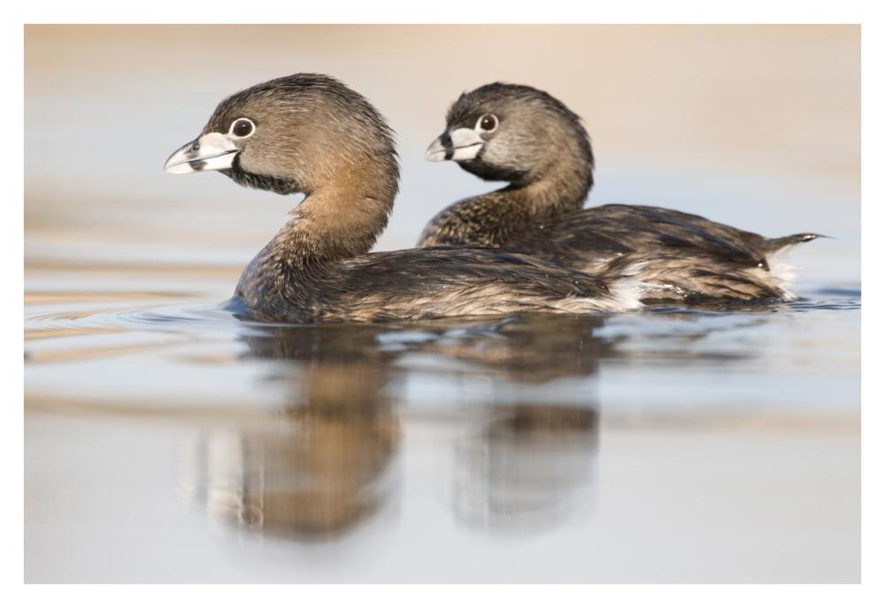 Pied-billed Grebe pair in breeding plumage, Island Lake Recreation Area, Michigan-Paper Art-38"x26"