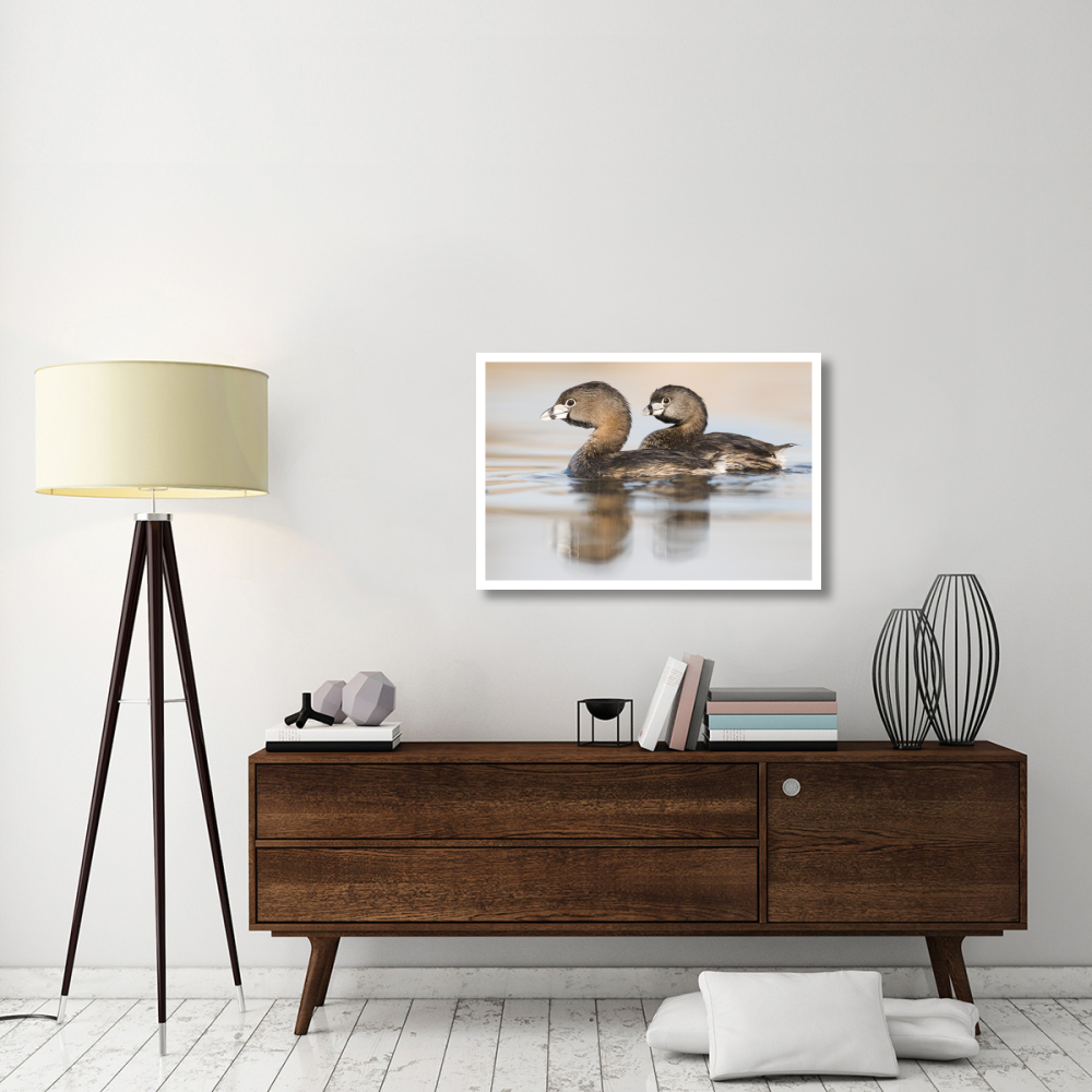 Pied-billed Grebe pair in breeding plumage, Island Lake Recreation Area, Michigan-Paper Art-38&quotx26"