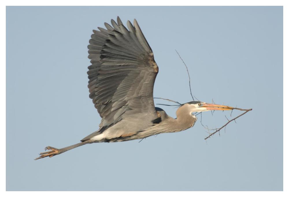Great Blue Heron flying with nest material, Kensington Metropark, Milford, Michigan-Paper Art-50"x34"