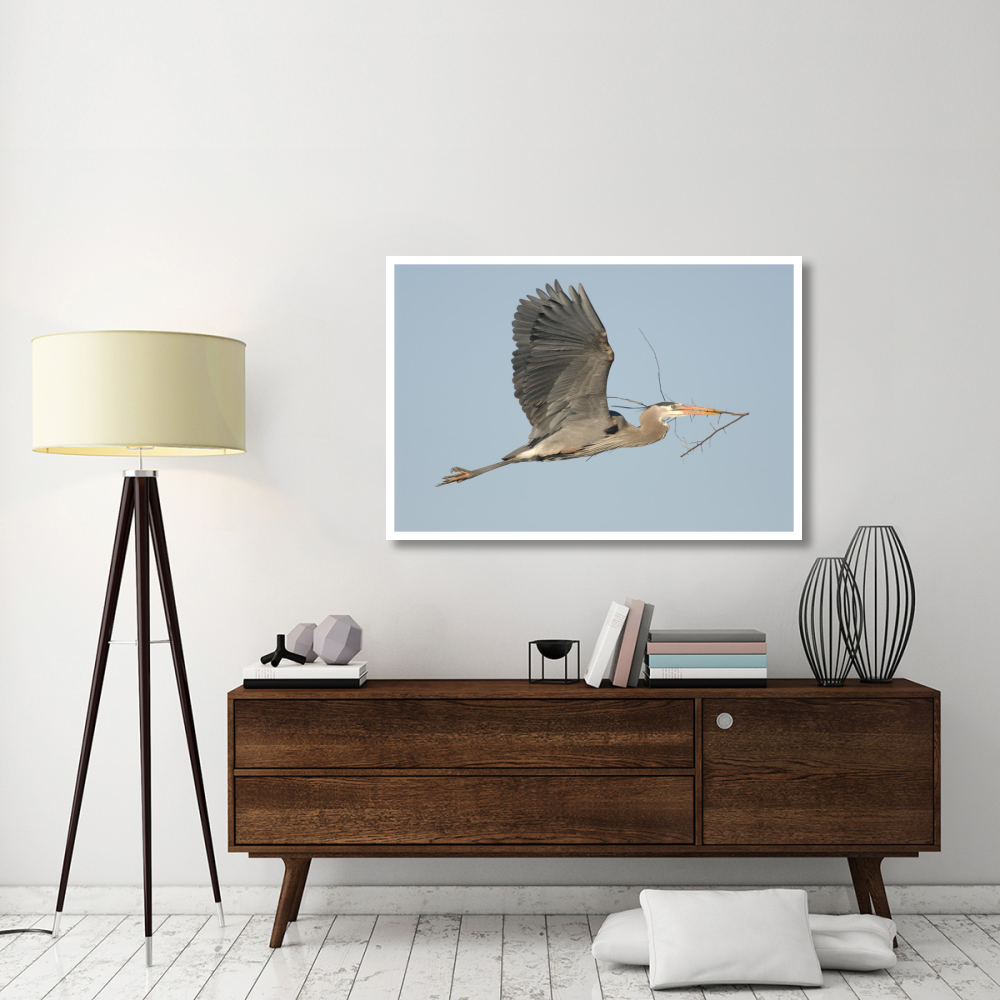 Great Blue Heron flying with nest material, Kensington Metropark, Milford, Michigan-Paper Art-50&quotx34"