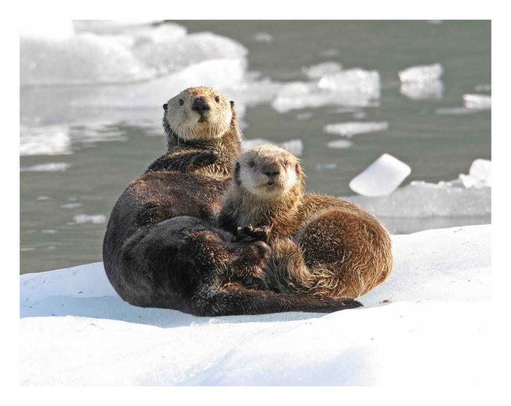 Sea Otter female with pup on ice floe, Prince William Sound, Alaska-Paper Art-26"x20"