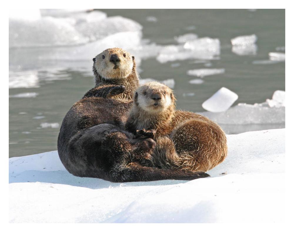 Sea Otter female with pup on ice floe, Prince William Sound, Alaska-Paper Art-34"x26"