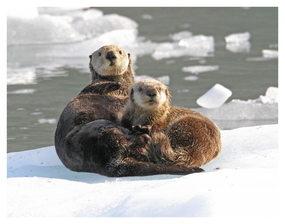 Sea Otter female with pup on ice floe, Prince William Sound, Alaska-Paper Art-42"x32"