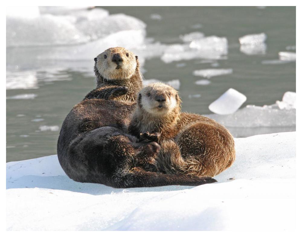 Sea Otter female with pup on ice floe, Prince William Sound, Alaska-Paper Art-50"x38"