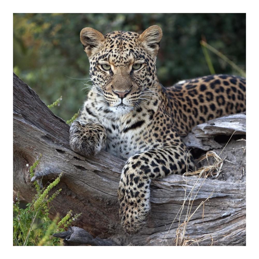 Leopard resting, Botswana-Paper Art-20"x20"
