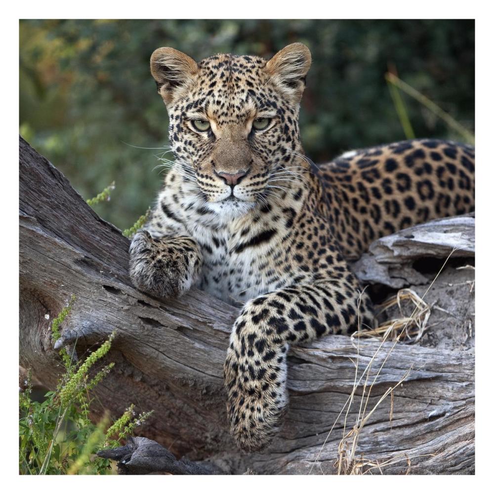 Leopard resting, Botswana-Paper Art-26"x26"
