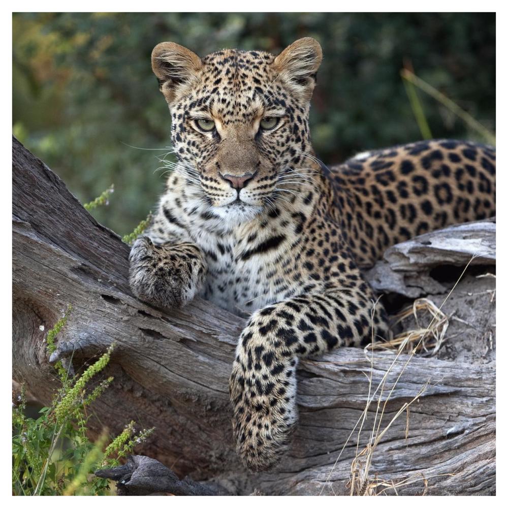 Leopard resting, Botswana-Paper Art-42"x42"