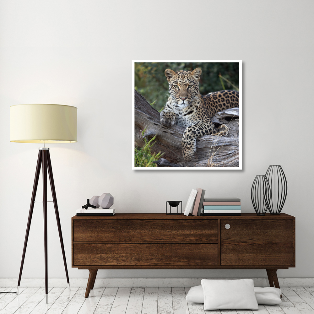 Leopard resting, Botswana-Paper Art-42&quotx42"