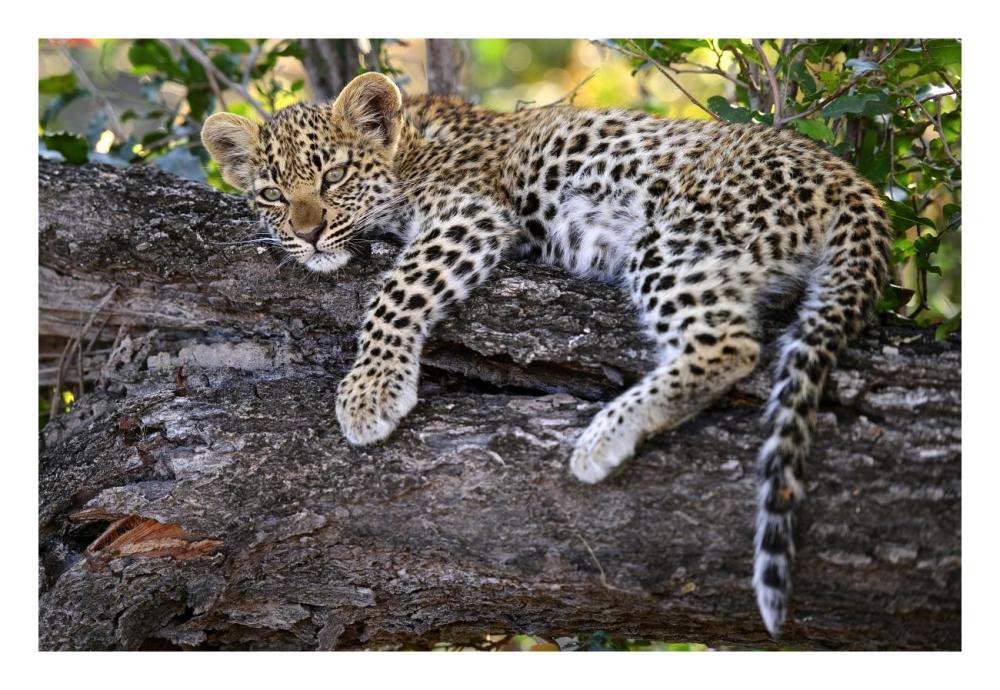 Leopard cub resting in tree, Botswana-Paper Art-26"x18"