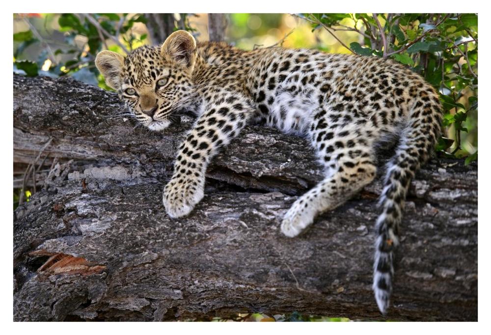 Leopard cub resting in tree, Botswana-Paper Art-38"x26"