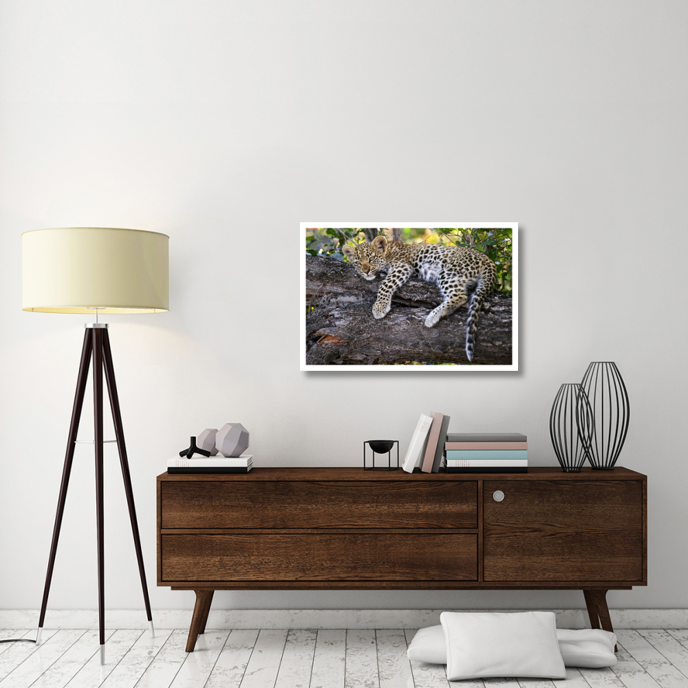 Leopard cub resting in tree, Botswana-Paper Art-38&quotx26"