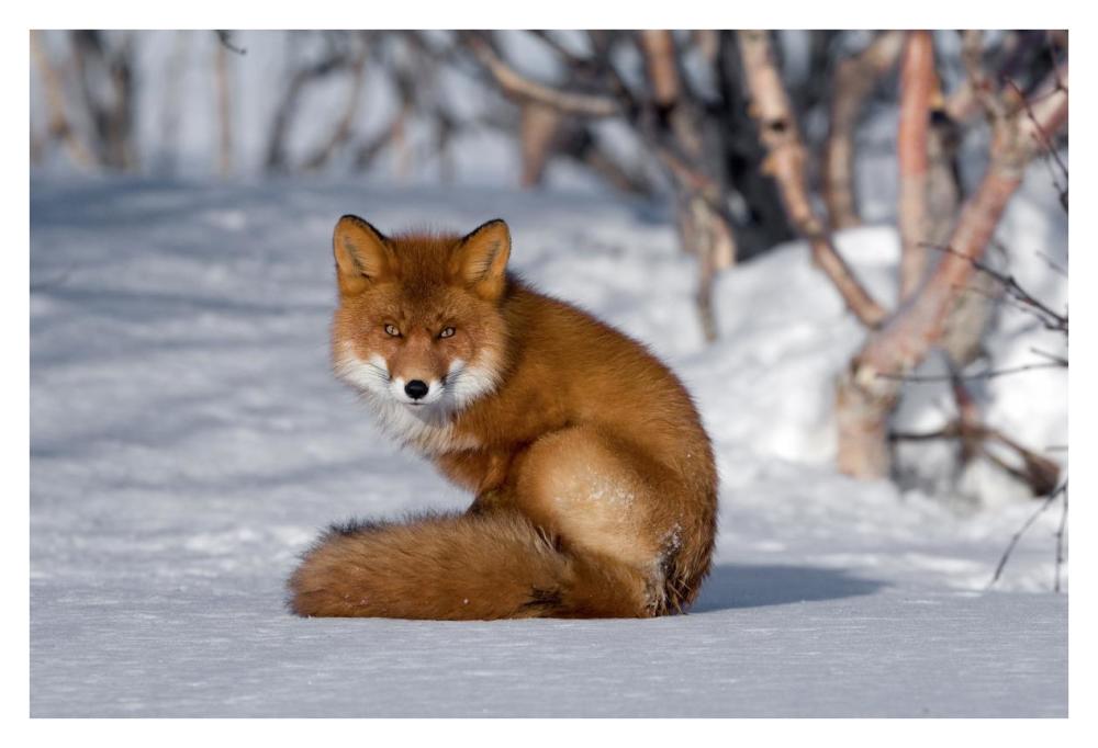 Red Fox sitting on snow, Kamchatka, Russia-Paper Art-38"x26"